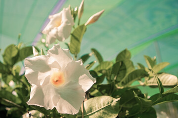 White dipladenia flower in greenhouse. Flowering plant in garden. Closeup shot. Nature or botany concept