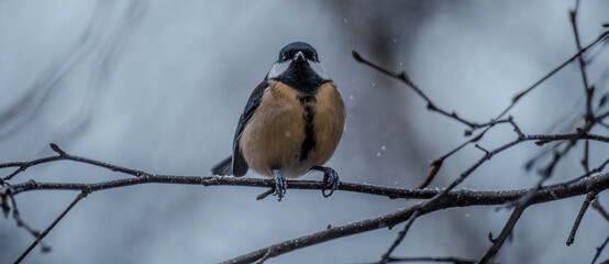 Great tit on birch branch during snowfall, close up, Parus major. Tit sits on a tree branch in the forest