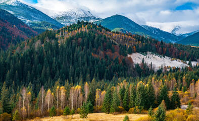 Fototapeta na wymiar Deforestation in the mountains of Carpathian