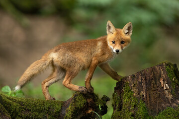 Naklejka na ściany i meble Young red fox, vulpes vulpes, walking on trunk in springtime nature. Little baby animal climbing on stump in forest. Orange cub looking from tree in woodland.