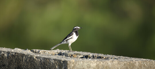Wagtail (Motacilla)  is a bird and its found at wetland or small pond of Eastern Nepal.