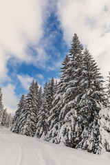 Splendid Alpine scenery in winter. Fantastic frosty afternoon in forest