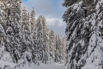 Fairytale winter landscape in the pine forest