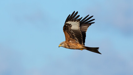 Majestic red kite, milvus milvus, flying in the clear sky from side. Proud bird of prey hovering in the air. Feathered predator with spread wings.
