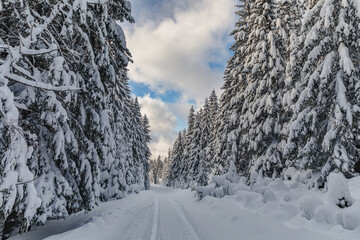 Splendid Alpine scenery in winter. Fantastic frosty afternoon in forest