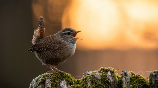 Eurasian wren, troglodytes troglodyte, with open beak on a mossy tree with orange sun in background. Small bird with brown feathers woodpecker perched in spring forest with copy space.