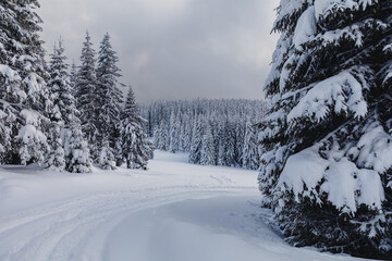 Fairytale winter landscape in the pine forest