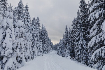 Fairytale winter landscape in the pine forest