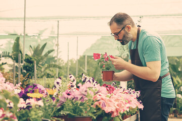 Focused bearded gardener working with plants in greenhouse. Serious grey-haired man in black apron checking pretty blooming flowers in pot. Selective focus. Gardening activity and summer concept