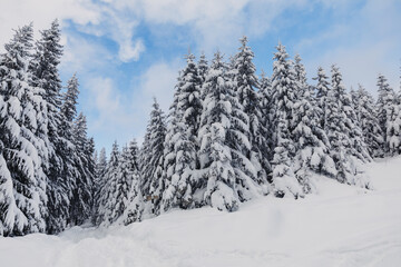 Fototapeta na wymiar Splendid Alpine scenery in winter. Fantastic frosty afternoon in forest