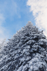 Winter landscape with pine forest