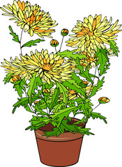 Plant hrysanthemum isolated on white background. Room flower
