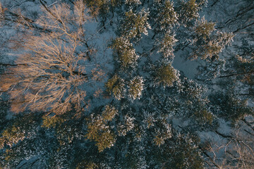 Beautiful winter forest with a drone, near the city
