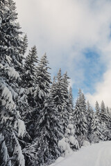 Winter landscape with pine forest