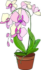 Plant orchid isolated on white background. Room flower