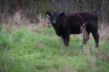 Black cow grazing in a green field in the spring. Tennessee