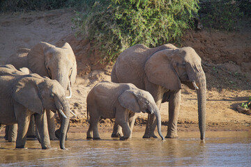 The family of elephants drink water at the river. Large numbers of animals migrate to the Masai Mara National Wildlife Refuge in Kenya, Africa. 2016.