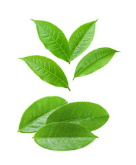 tea leaf isolated on white
