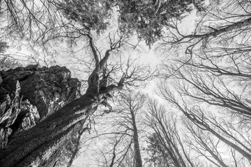 Schwarz weiß Bild Alter verdreht gewachsener Baum ohne Laub an einem Stein Felsen Berg mit Perspektive von unten nach oben der mysteriös Aussieht in einem Wald im bayerischen Wald, Deutschland