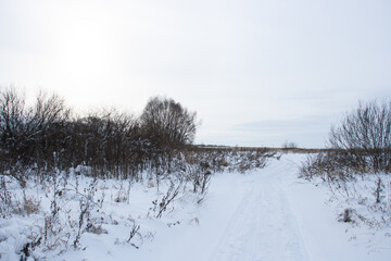 Footprints in the snow between bushes