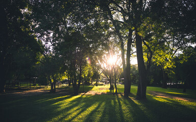 Sunlight shining though trees on to grass. Silhouetted trees.