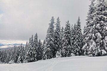 Winter landscape with pine forest