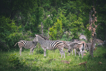 Zebra grazing in Kruger National Park South Africa.