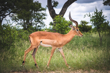 Male Impala walking in the Kruger National Park, South Africa.
