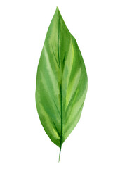 Tropical green leaf, watercolor flora element 