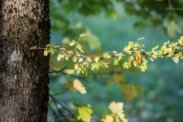 Sprig of oak tree that start from the big dark trunk with small leaves and some red berry