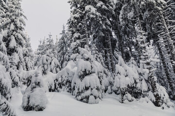 Winter landscape with pine forest