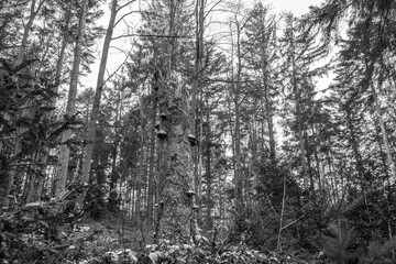 Schwarz weiß Bild  Alter verwitterter abgestorbener und umgeknickter Baum Baumstamm mit Moos bewachsen und Baumpilze in einem Wald, Deutschland