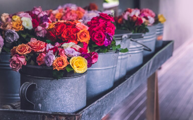 Rose bunches displayed in old tin buckets. Colourful rose bunches.