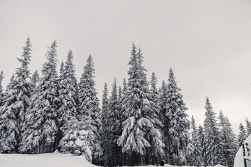 Winter landscape with pine forest