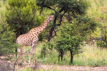 Fototapeta premium Giraffe full body standing with trees and facing right