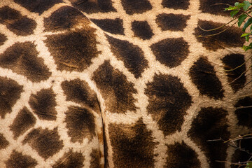 Close up of giraffe hide with pattern 