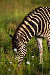 close up of zebra grazing with head down among wildflowers