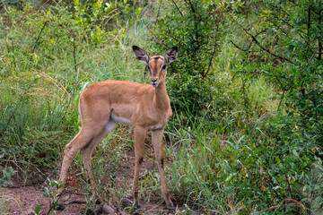 Naklejka na ściany i meble Young impala standing against green background 