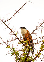 
Burchell's Coucal sitting on a thorny branch facing front and left with white background
