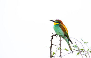 Colorful European bee-eater perched on a dead thorny branch on right of image with copy space left and white back ground