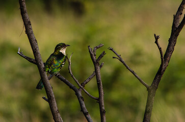 Diedriek Cuckoo perched in a dry branch on left of image