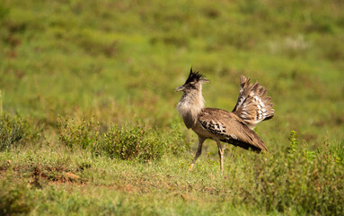 Obraz premium Kori bustard walking and displaying though grass