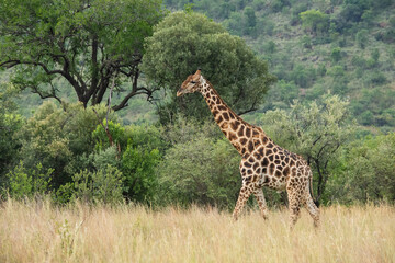 Giraffe walking towards left though grass with trees behind