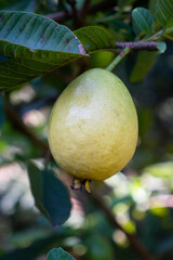 Fruta de guayaba madura