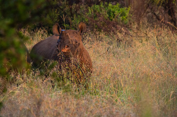 Single black rhino watching viewer in dry grass