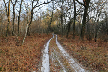 frozen patway in forest