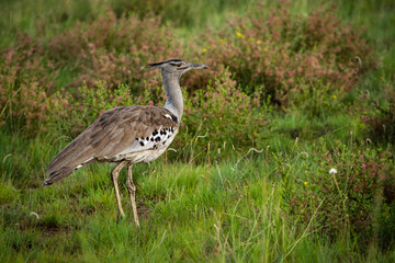 Kori Bustard standing in grass facing right with copy space