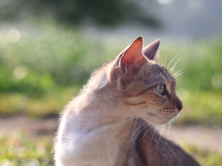 cat sitting looking away from camera with bokeh background