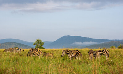 Herd of zebra at a distance with green grass, mountains, and blue sky © Hislightrq