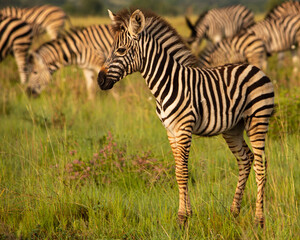 Fototapeta na wymiar Baby zebra standing in front of herd facing left